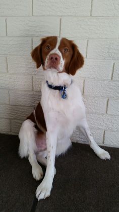 Ckc brittany spaniel grooming guide