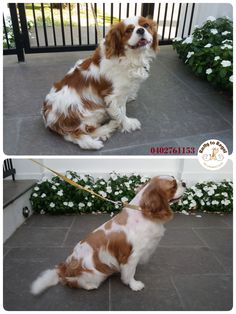Ckc brittany spaniel grooming guide
