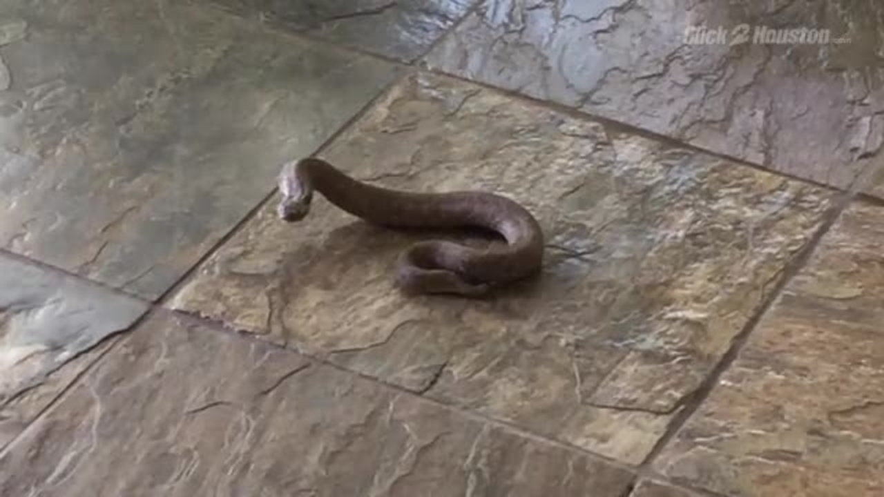 Snake bite guidelines 2017 india