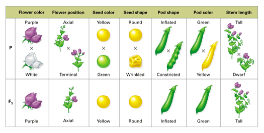 Gregor mendel pea plant experiment pdf