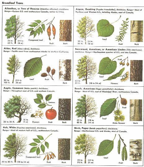 Fruit tree identification guide australia
