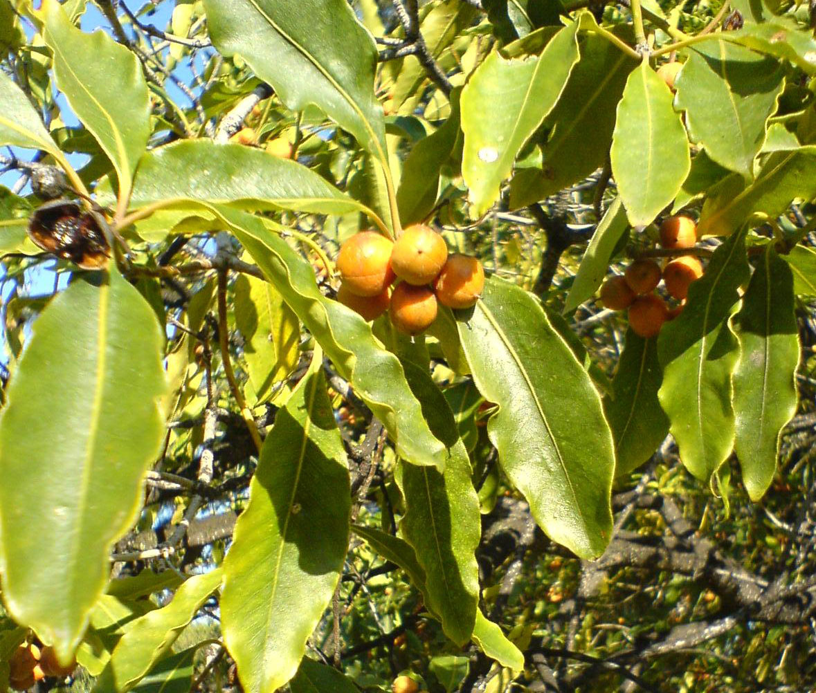 Fruit tree identification guide australia