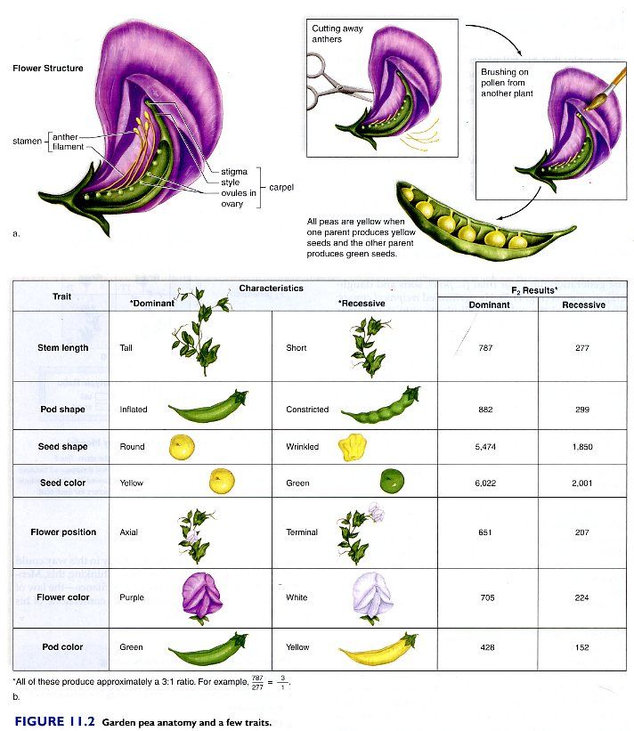 Gregor mendel pea plant experiment pdf