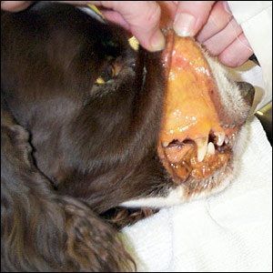 Prurito canino causas y tratamiento pdf
